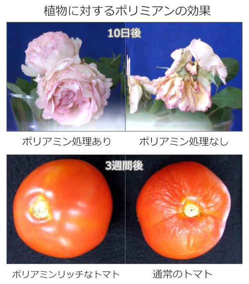 ポリアミン