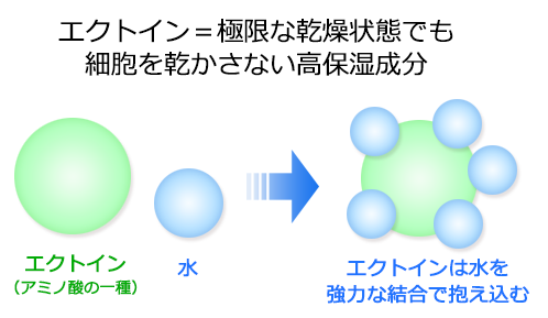 エクトイン