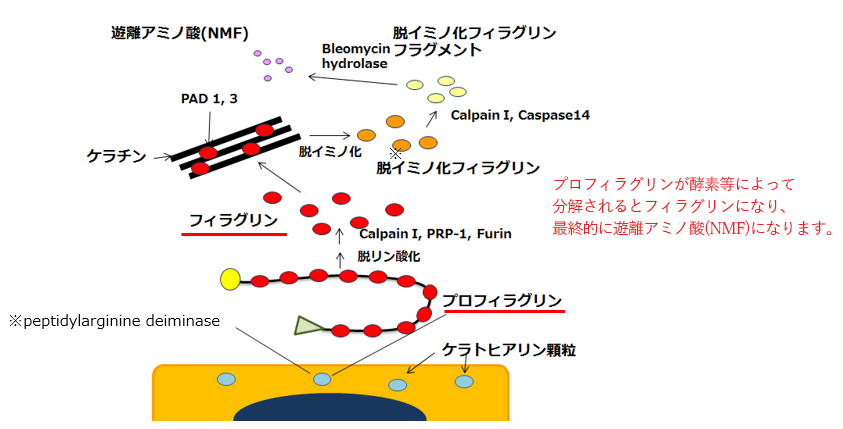 FilaggrinからNMF(遊離アミノ酸)まで