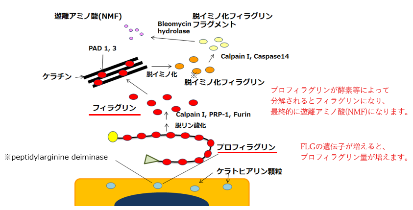 FilaggrinからNMF(遊離アミノ酸)まで