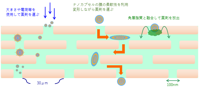 ナノカプセルの考えられる浸透ルート