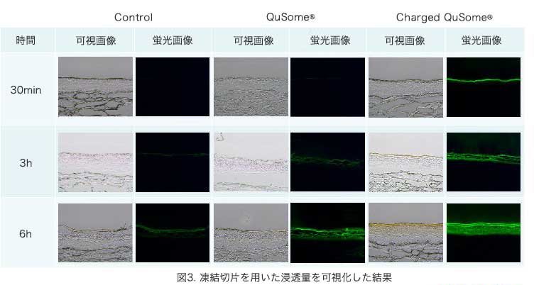 凍結切片を用いた浸透量を可視化した結果
